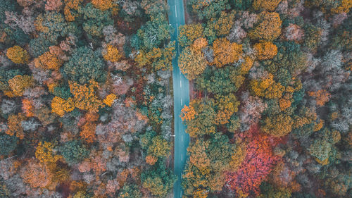 Aerial view of road amidst trees