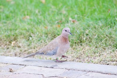 Bird perching on a field