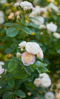 English climbing roses at early morning, golden hour photo. 