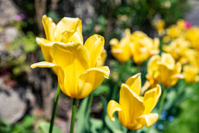 Close-up of yellow daffodil flowers