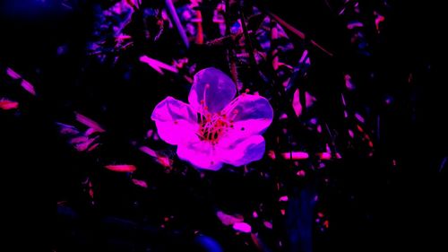 Close-up of pink flowering plants at night