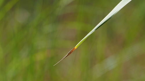 Close-up of grass on field