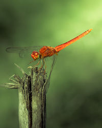 Close up image of dragonfly resting on a wood tree