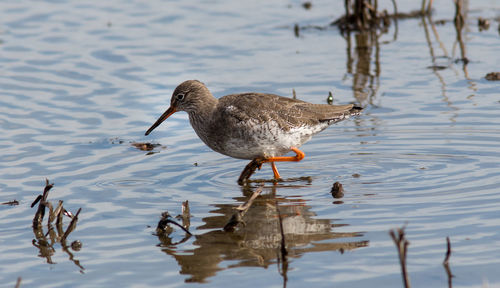 Duck in a lake