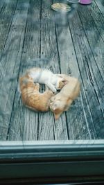 High angle view of cat relaxing on wood