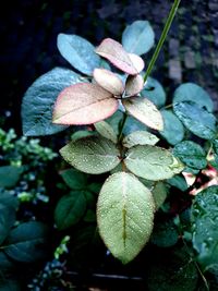 High angle view of fresh green leaves on plant