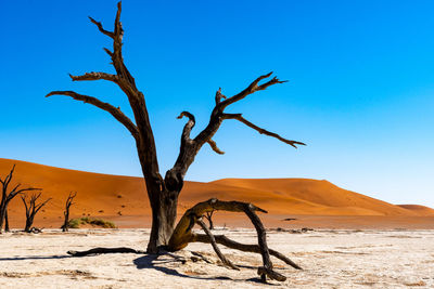 Bare tree on desert against clear blue sky