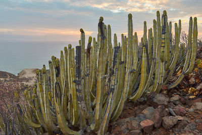 Cactus growing by sea against sky during sunset