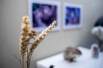 Close-up of rodent taxidermy on wheat in museum