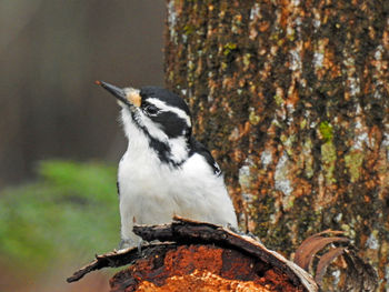 Close-up of bird perching on tree trunk