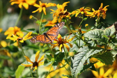 Butterfly on flower