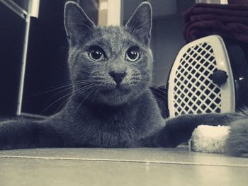 Close-up portrait of cat