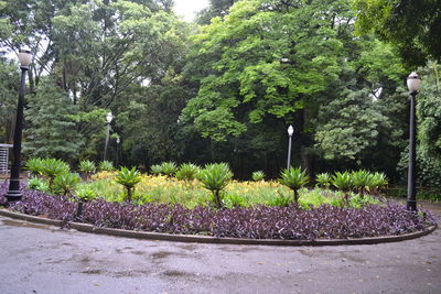 Plants and trees in park