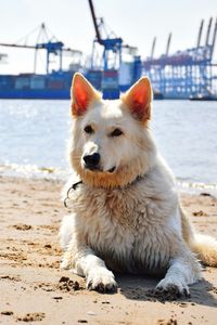 View of dog on beach