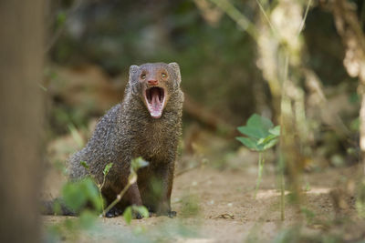 Close-up of a lizard on the ground