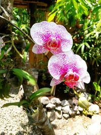 Close-up of flowers