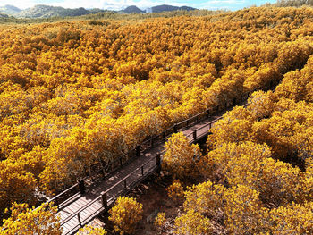 High angle view of yellow autumn trees on land