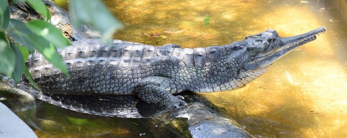 Close-up of crocodile in water