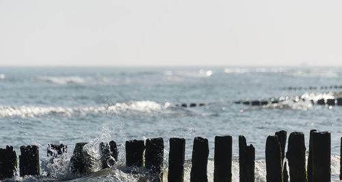 Wooden breakwaters in the baltic sea with rough waves on a summer morning.