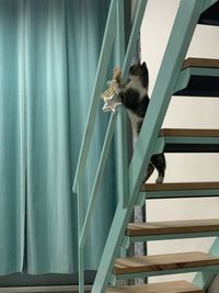 Low angle view of cat relaxing on staircase