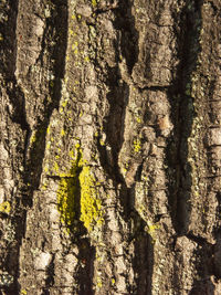 Full frame shot of tree trunk