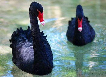 Close-up of black swans swimming in lake