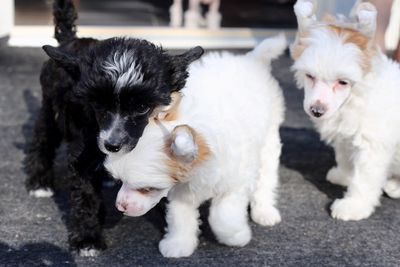 Portrait of two dogs