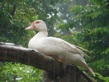 Close-up of bird perching on tree