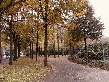 Trees by footpath during autumn