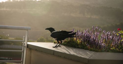 View of bird perching on flower