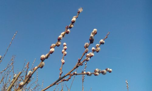 Low angle view of plant against clear blue sky