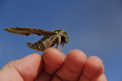 Close-up of a hand holding insect