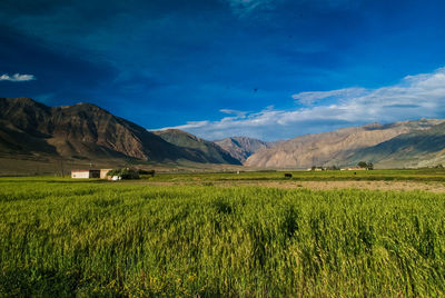 Scenic view of agricultural field against blue sky