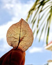 Close-up of hand holding plant against sky