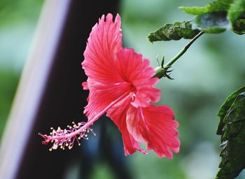 Close-up of pink hibiscus flower