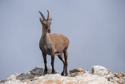 View of deer on rock