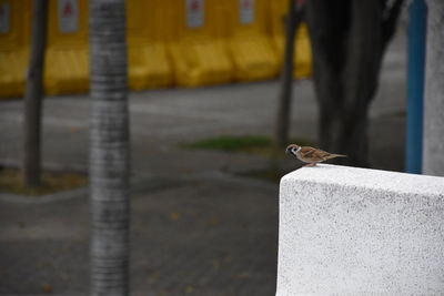 Close-up of bird perching on retaining wall