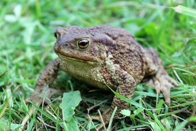 Close-up of lizard on grass