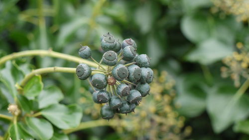 Close-up of buds