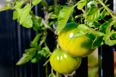 Close-up of fruits on fruit