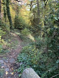 Trees growing in forest