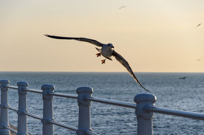 Seagull flying over sea