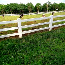 People walking on grassy field in park