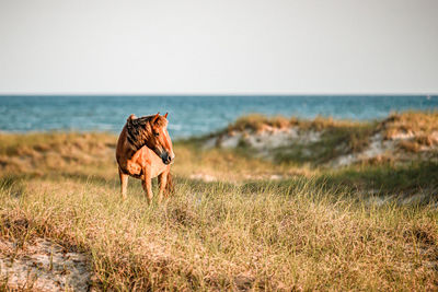 Horse standing on land