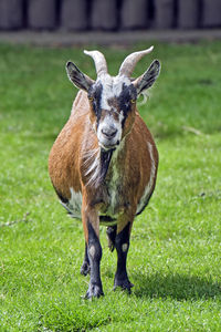 Portrait of horse standing on field