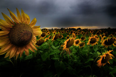 Close-up of sunflower on field against cloudy sky