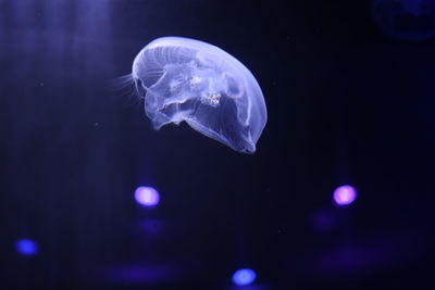 Close-up of jellyfish swimming in sea