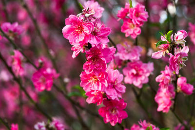 Close-up of pink flowers