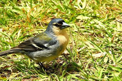 Close-up of bird perching on field