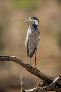 Close-up of bird perching on branch